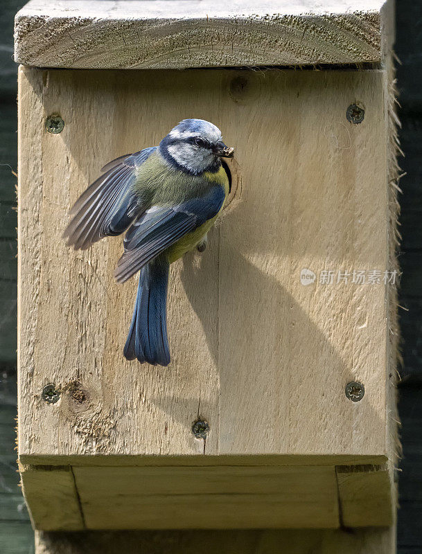 巢箱蓝山雀(Cyanistes caeruleus)